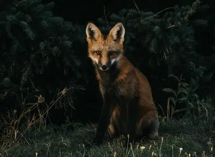 Brown fox