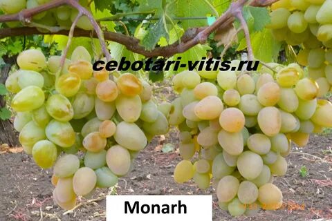 Виноград хамелеон отзывы