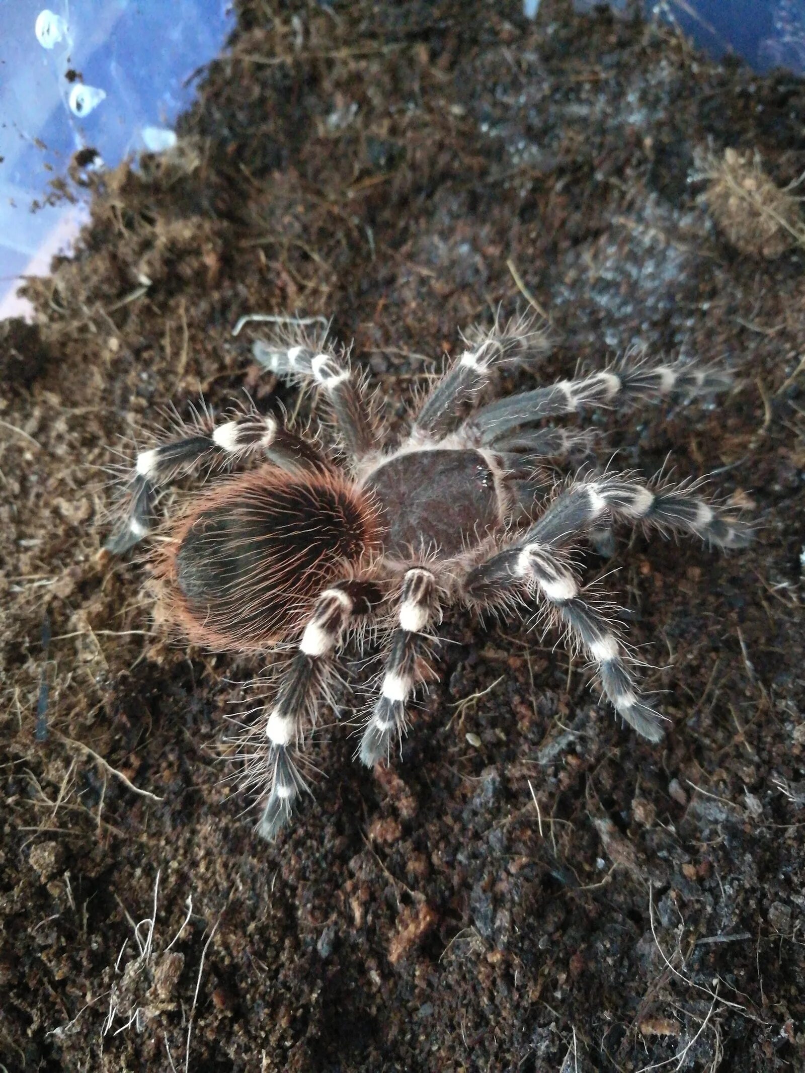 Spider island. Паучий остров Айтолико. Остров Айтолико остров пауков. Большие пауки. Куча пауков.