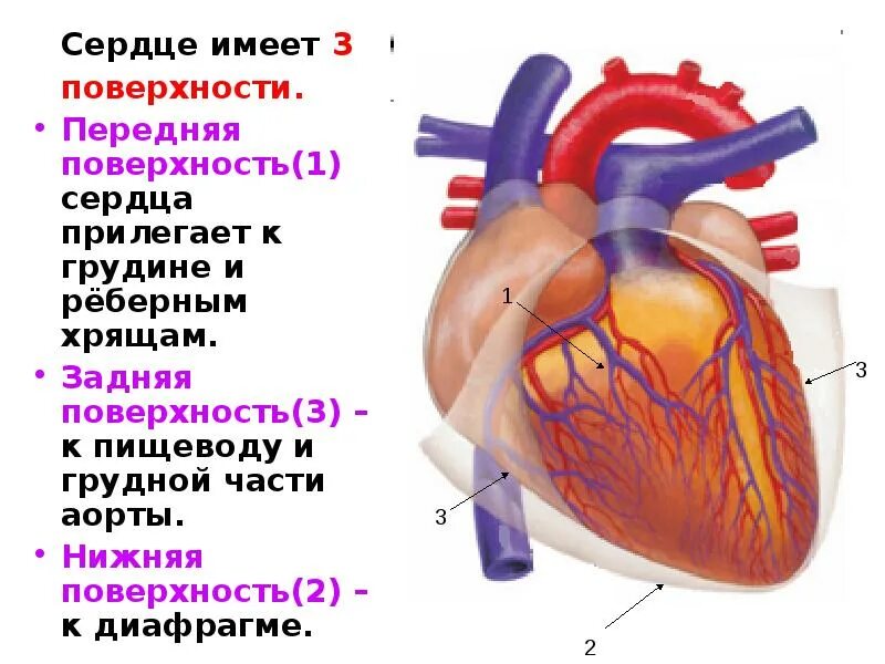 Сердечный представить