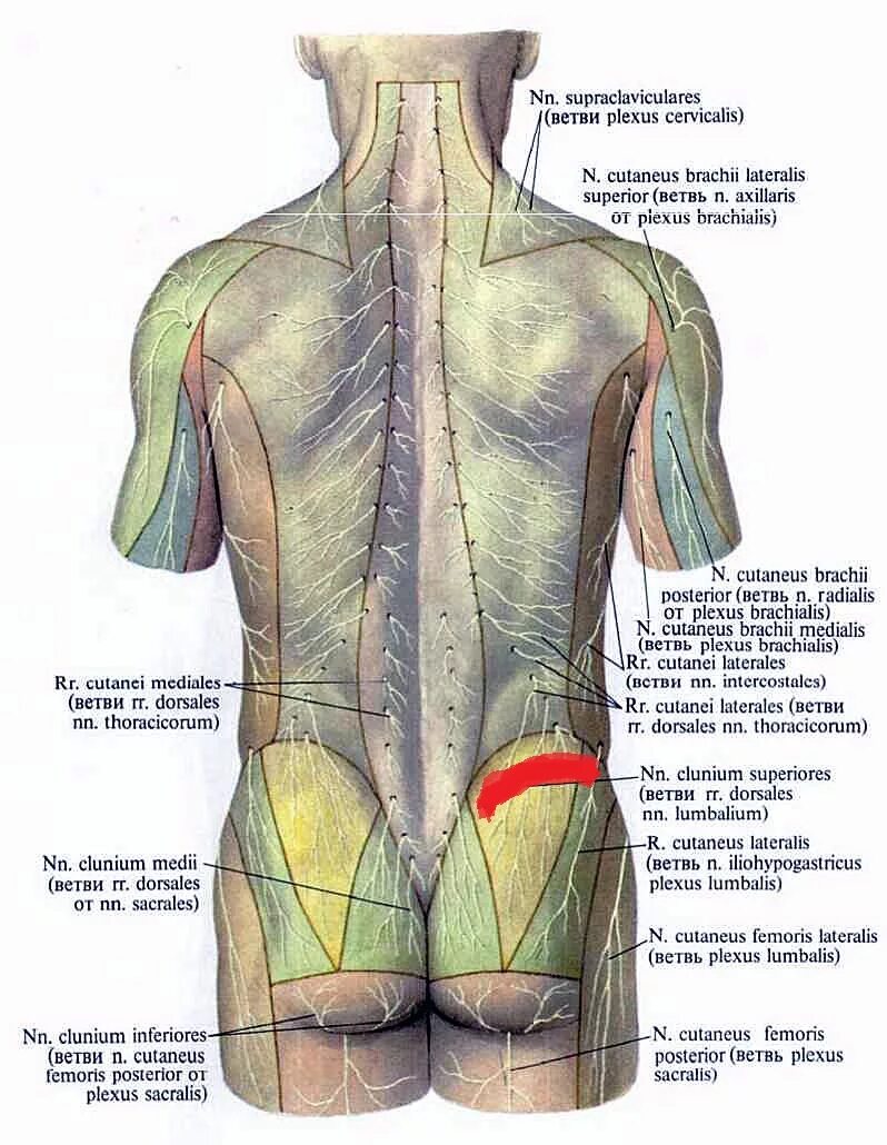 Иннервация кожи спины схема. Иннервация кожи туловища анатомия. Иннервация кожи спины анатомия. Позвоночник иннервация мышц. Нижняя часть поясницы