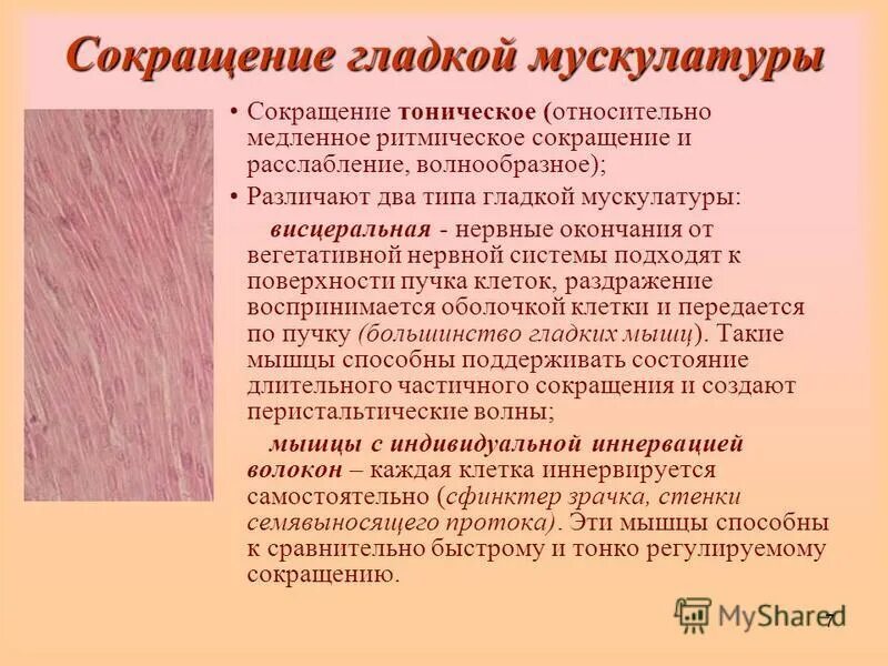 Сокращение гладкой мышечной ткани. Механизм сокращения гладкой мышечной ткани схема. Механизм сокращения гладкой мышцы физиология. Механизм сокращение гладких мышц схема. Тонические сокращения гладких мышц.