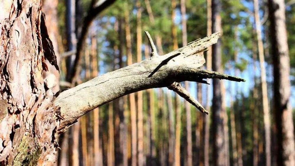 Форум сук. Сук дерева. у сосны сук. сосновый сук. сук.