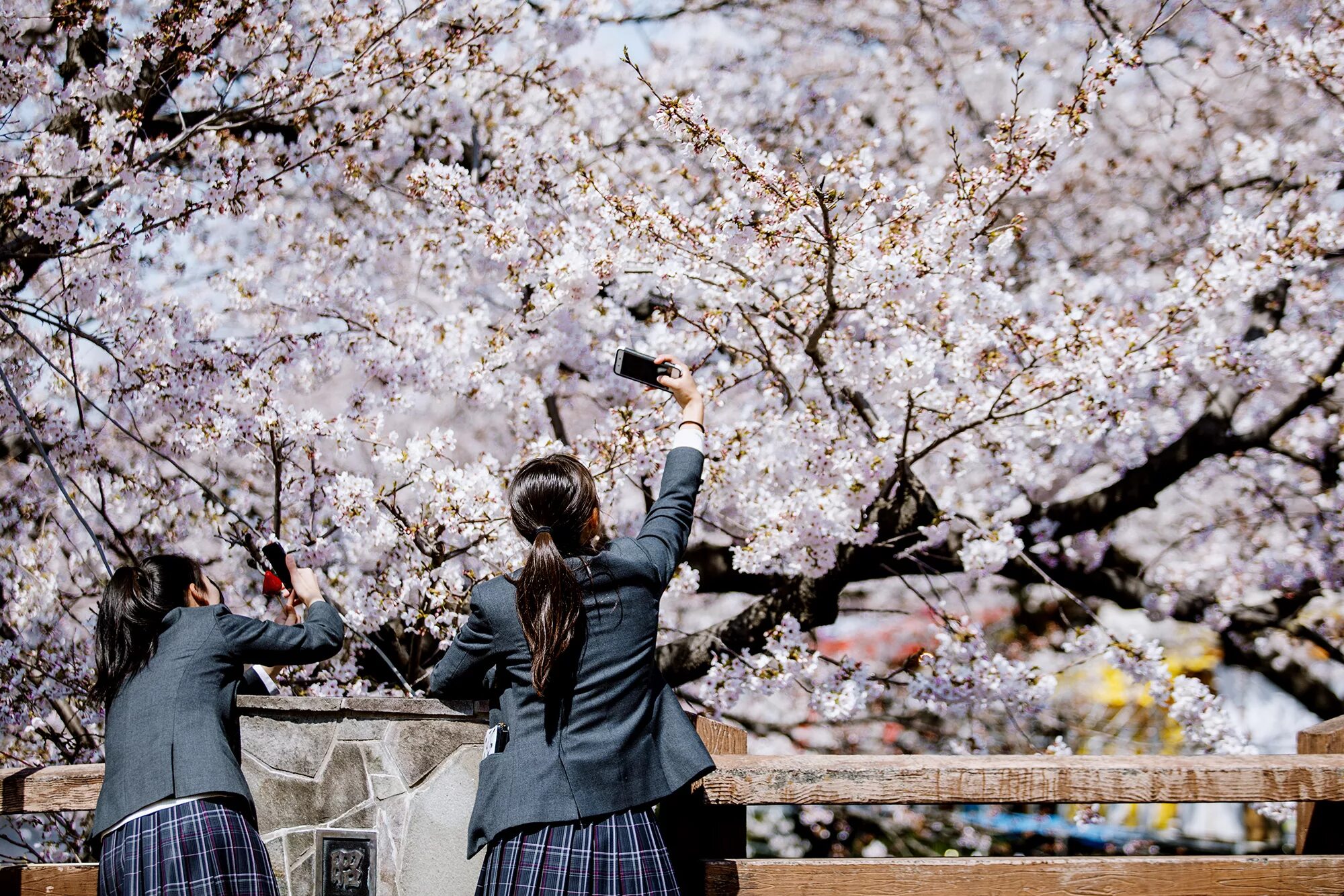 Дорама цветение вишни после. Каштаны в парке цветут фото.