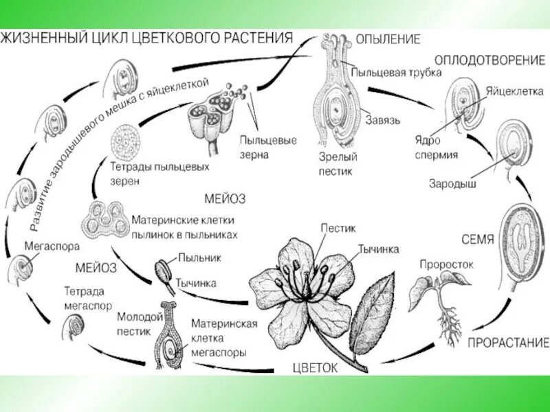 Жизненный цикл растений чередование поколений. Чередование поколений покрытосеменных растений схема. Жизненный цикл чередования поколений у покрытосеменных. Схема жизненного цикла высших растений. Какие стадии можно выделить в жизненном цикле