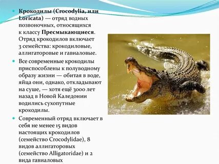 Крокодил какая группа животных