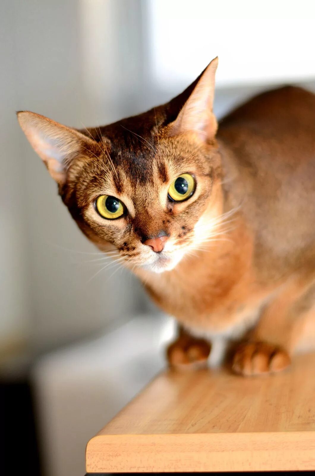 Фотографии абиссинскую породу. Абиссинская кошка. Порода абиссинец. Абиссинская кошка породы кошек. Абиссинская кошка абиссинка.