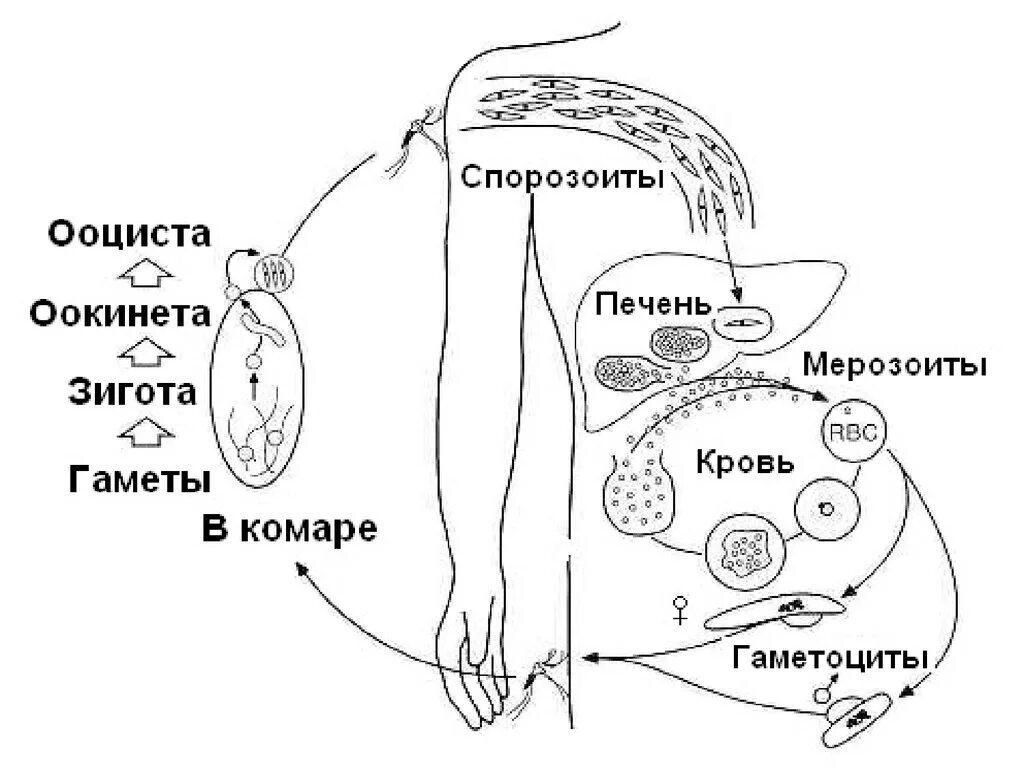 Схема развития малярийного плазмодия. Жизненный цикл малярийного плазмодия схема. Цикл развития малярийного плазмодия схема. Спорозоит малярийного плазмодия. Малярия цикл развития малярийного плазмодия