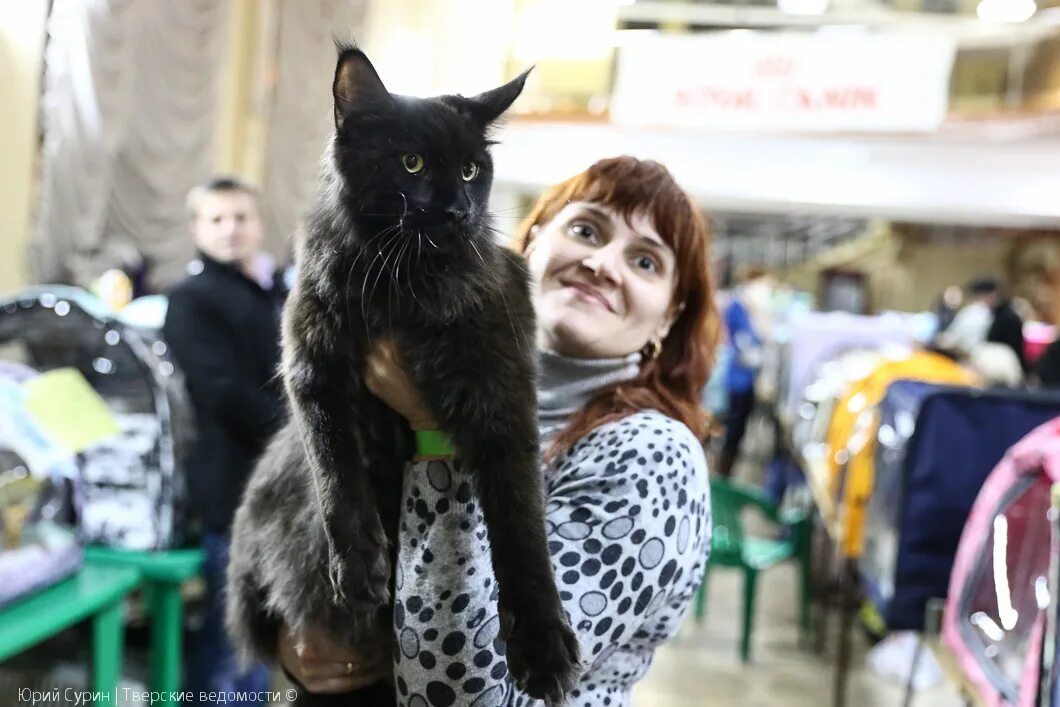 Выставка кошек в Твери. Выставка кошек в Чите. Красивые фотографии с выставок кошек. Выставка кошек в Москве в ноябре 2023.