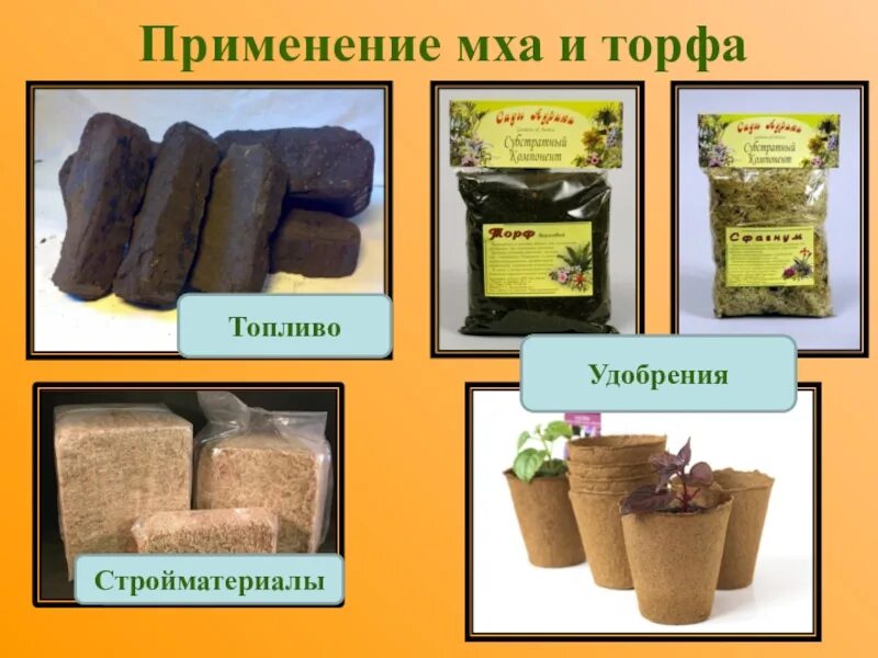 Какие растения образуют торф. Торф. удобрения из торфа. торф из мха. мох сфагнум образование торфа.