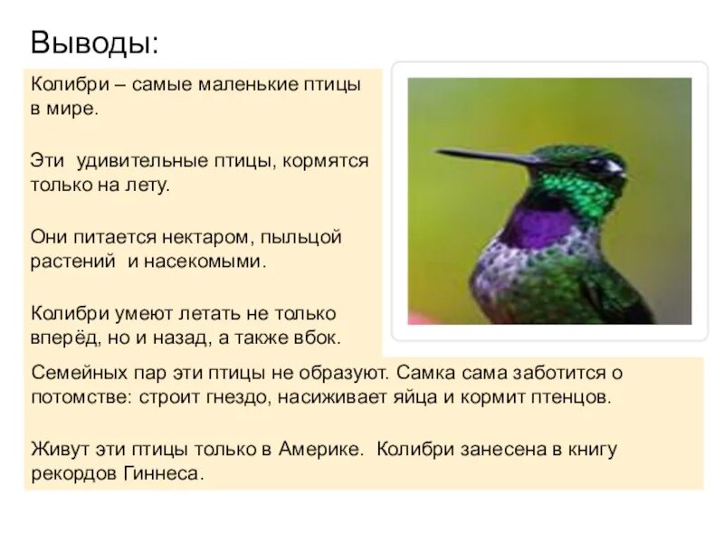 Исправьте ошибку пугливый колибри. Колибри птица. колибри описание. колибри птичка описание. сообщение о колибри.