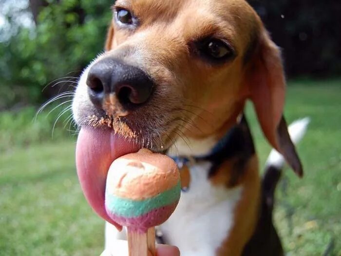 Собака ест банан. Собака ест мороженое. Золотистый ретривер бейли. Собачка ест видео. Карликовый пинчер ест корм.