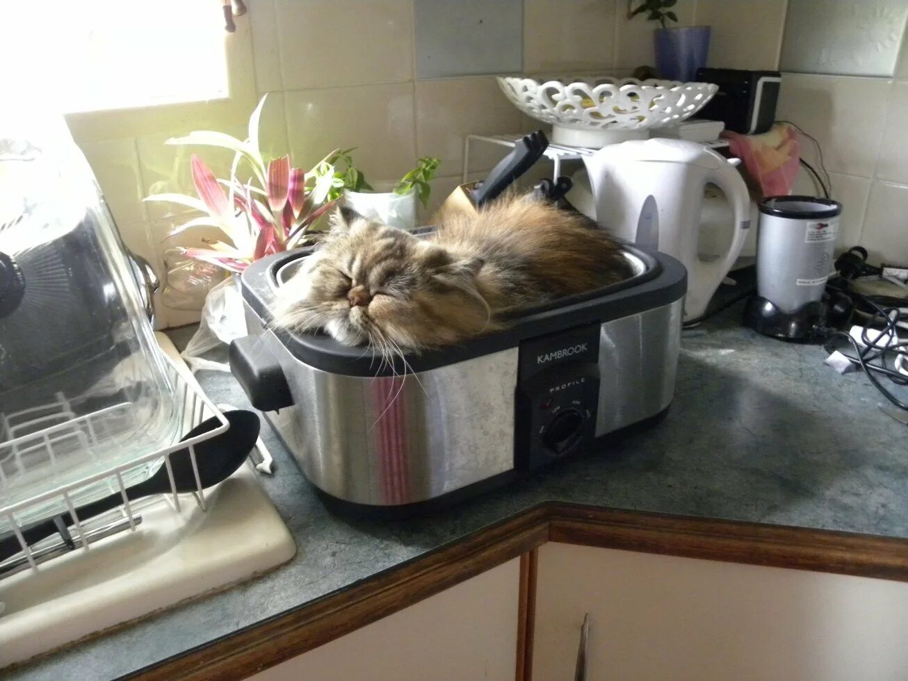 Cats kitchen. Кошка на кухне. Котик на кухне. Котенок на кухне. Место для кошки на кухне.