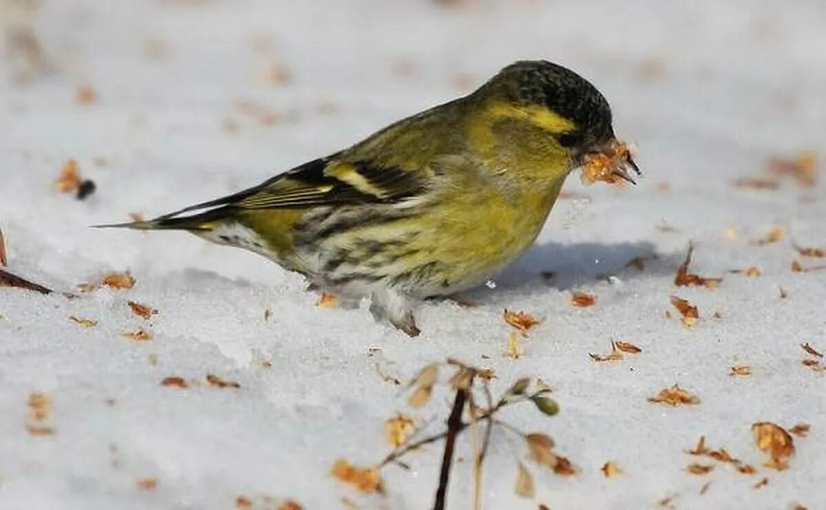 Зяблик длиннохвостая синица. Маленькая зимующая птичка. Маленькая зимующая птичка. Поползень дальневосточный. Снегирь сибирский серый.