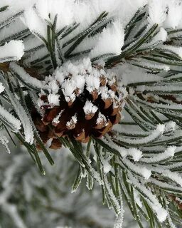 Шишки на снегу