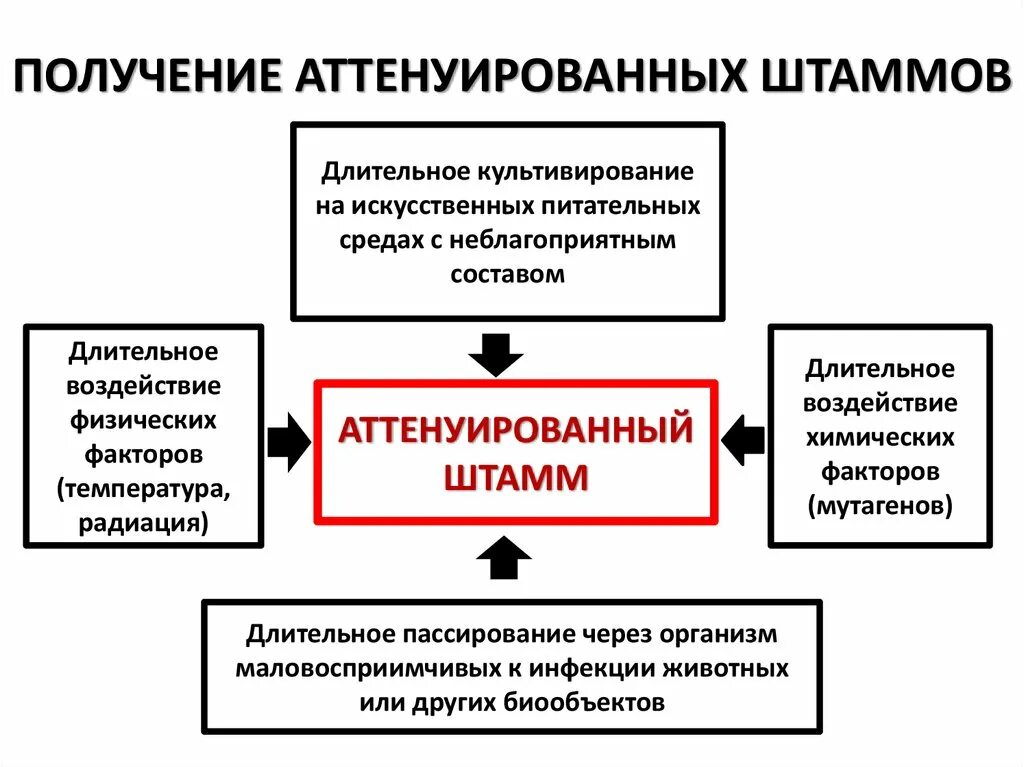 Аттенуированные вакцины это. Получение аттенуированных штаммов. Живые аттенуированные вакцины. Способ получения аттенуированных вакцин.. Живых вакцин из аттенуированных штаммов..