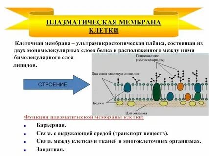Какую функцию выполняют белки в мембране клетки