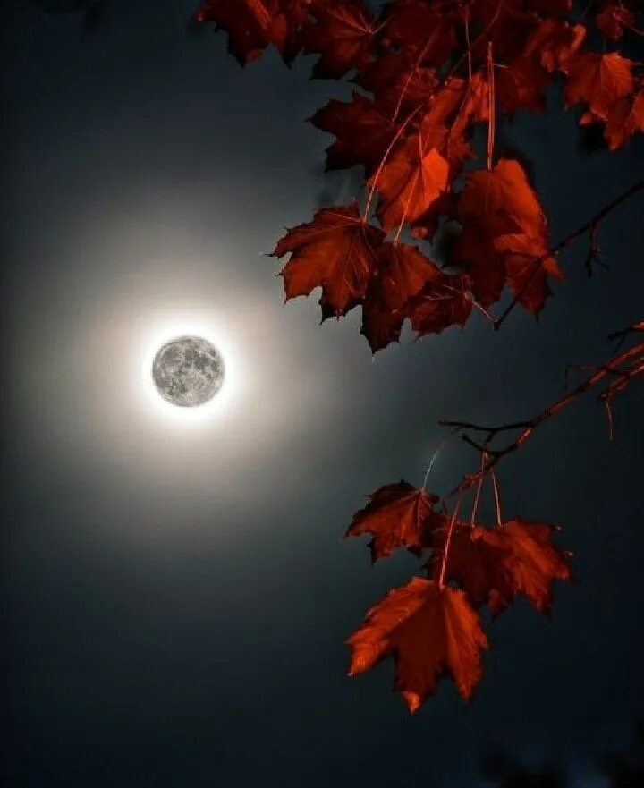 Красивая ноябрьская ночь. Осень ночь. Осенняя Луна. Красивая осенняя ночь. Осень вечер.