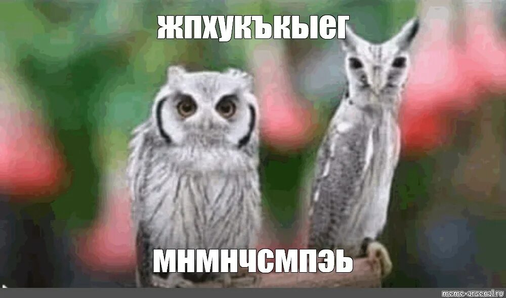 Сова уменьшается и увеличивается. Сова уменьшается и увеличивается