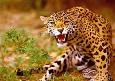 Jaguars 1