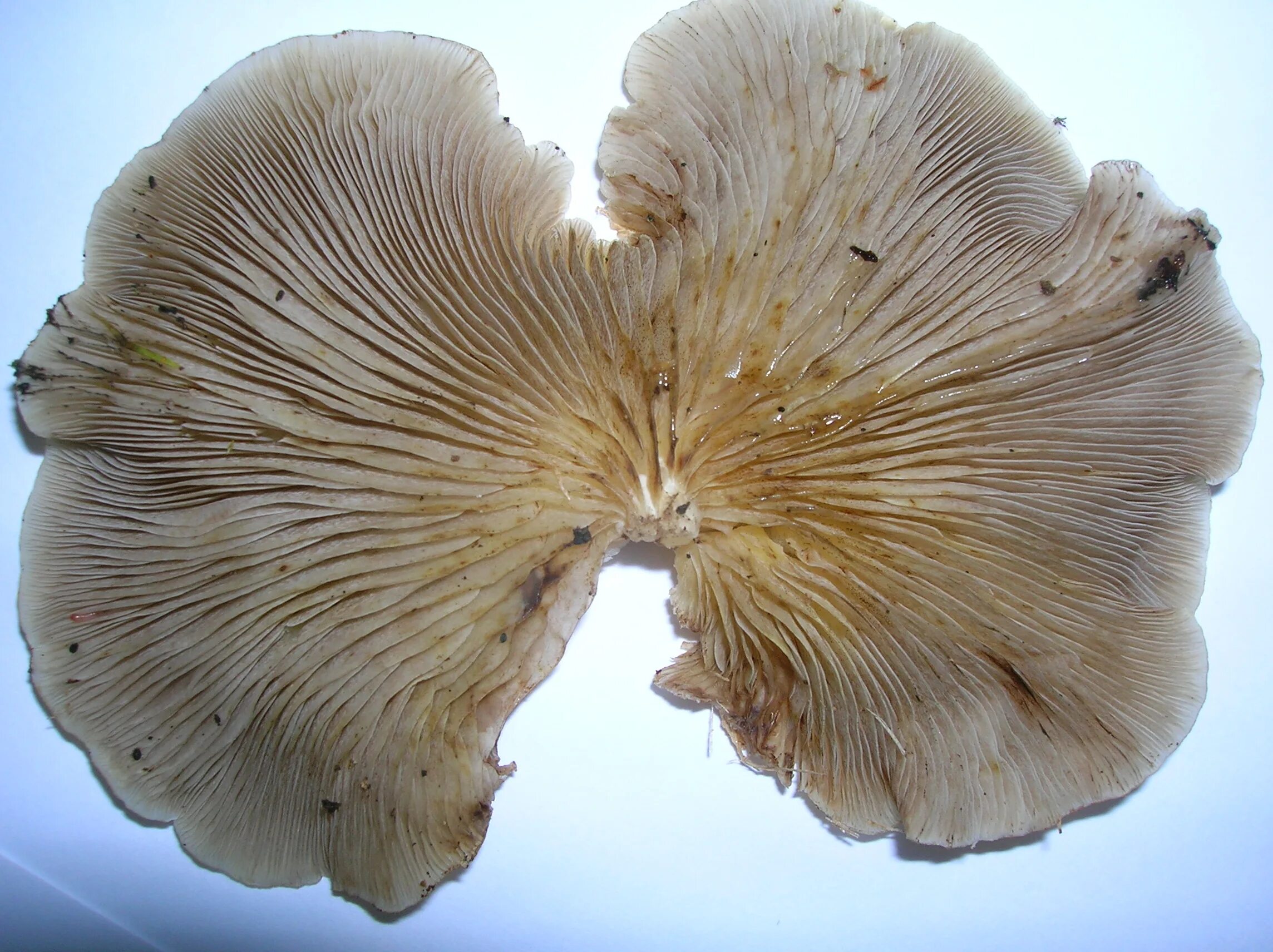 Гриб используется. Agaricus ostreatus. вешенка обыкновенная гриб хищник. pleurotus ostreatus под микроскопом. pleurotus eryngiivar ferulae.