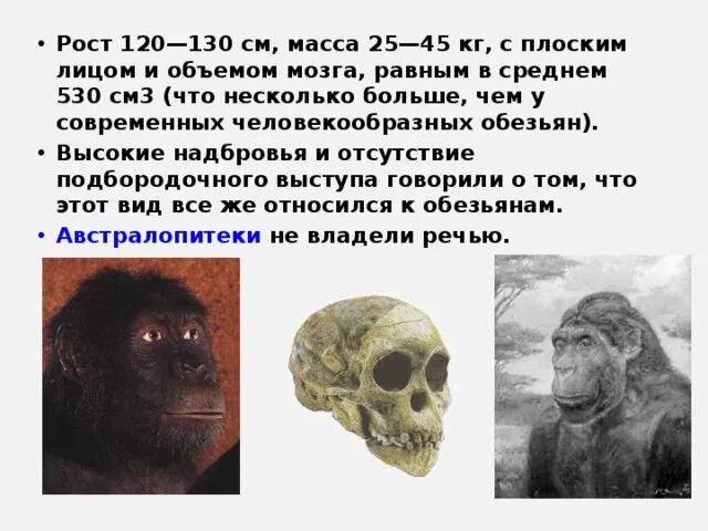 Древние приматы парапитеки. Парапитеки объем мозга. Дриопитеки презентация. Образ жизни дриопитека таблица. Парапитеки характеристика.