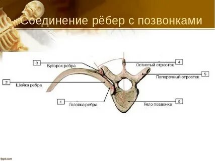 Суставная поверхность грудины