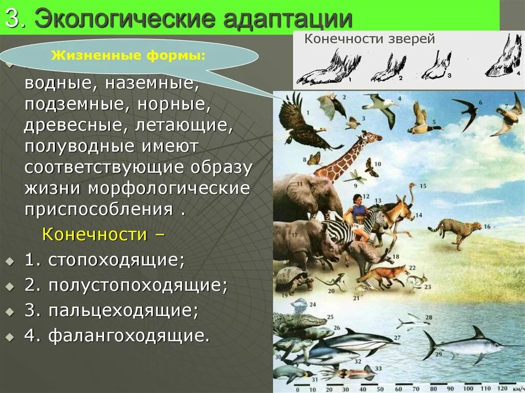 Адаптации дарвин. Экологические адаптации. Экологические адаптации примеры. Экологические адаптации животных. Этнологическая адаптация примеры.