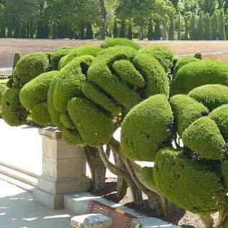 Мерами растение