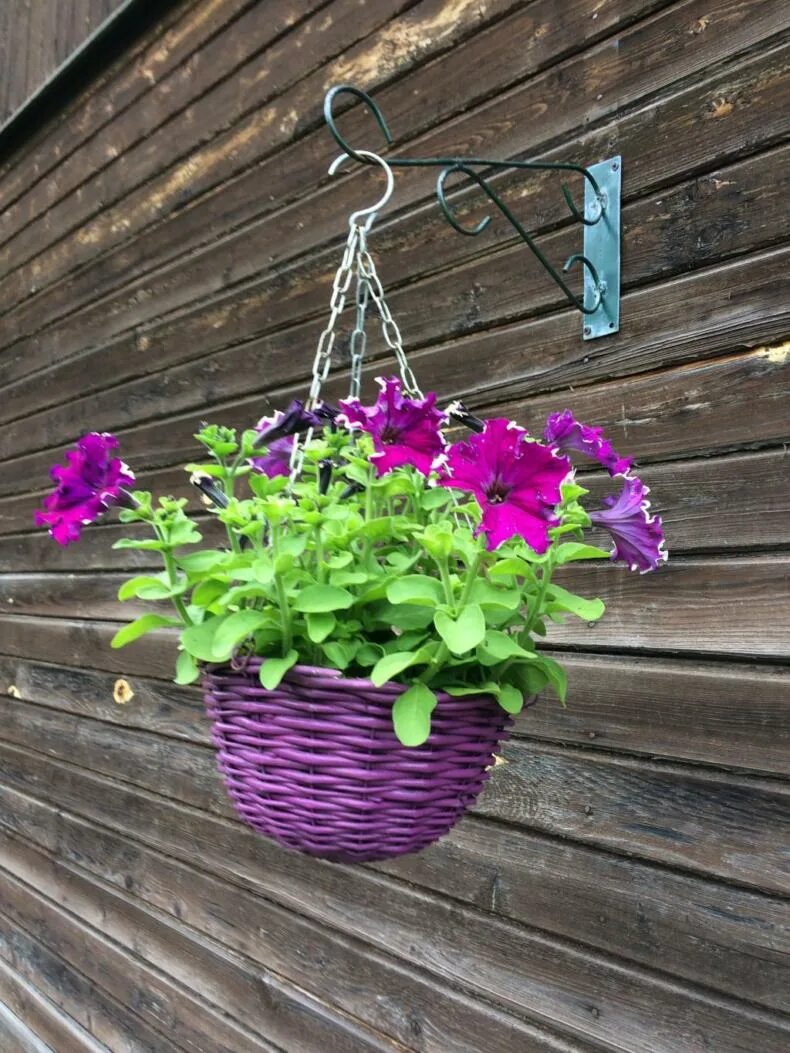 Петуньи в кашпо на заборе. Тайдал вейв ред велюр. Петуния в подвесном кашпо на улице. Какие кашпо для петуний. Петуния альба в кашпо.
