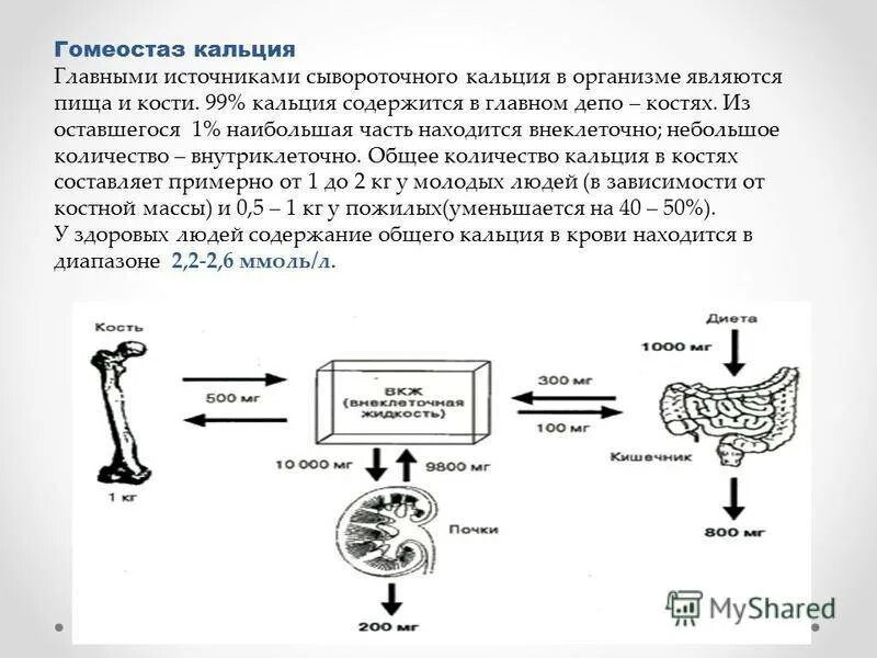 Какое действие кальция. Кальций в системе гомеостаза. схема обмена кальция в организме человека. гомеостаз кальция в организме регулируют:. механизм поступления кальция в кости.