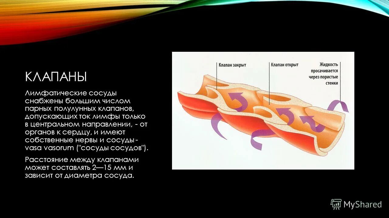 Клапаны лимфатических сосудов. Лимфатические сосуды. Лимфатический сосуд в разрезе. Полулунные клапаны в лимфатических сосудах. Лимфатические сосуды клапаны