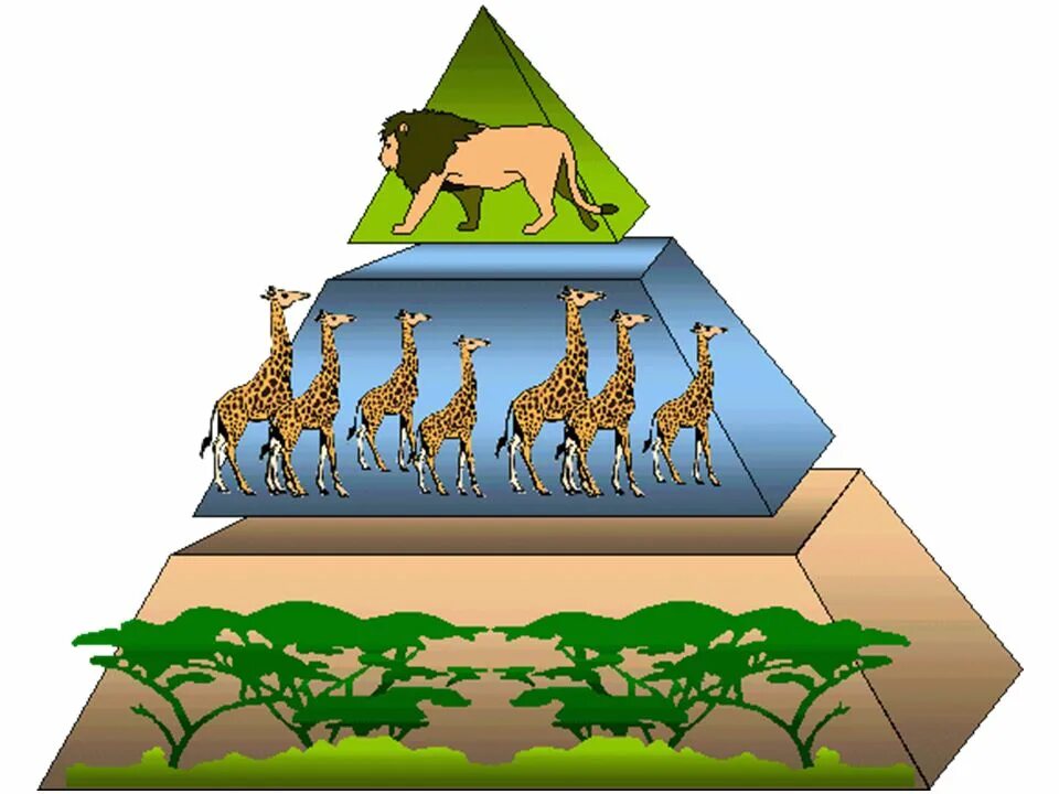 Экологическая пирамида биоценоза. Пищевая цепочка и биомасса пирамида. Экологическая пирамида биомассы. Пирамида биомассы биология. Пирамида биомассы пищевой цепи.