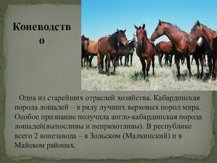 Рассмотрите фотографию лошади породы кабардинская и выполните