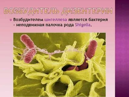Дизентерия возбудитель