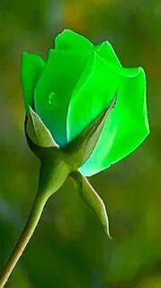 Rose but