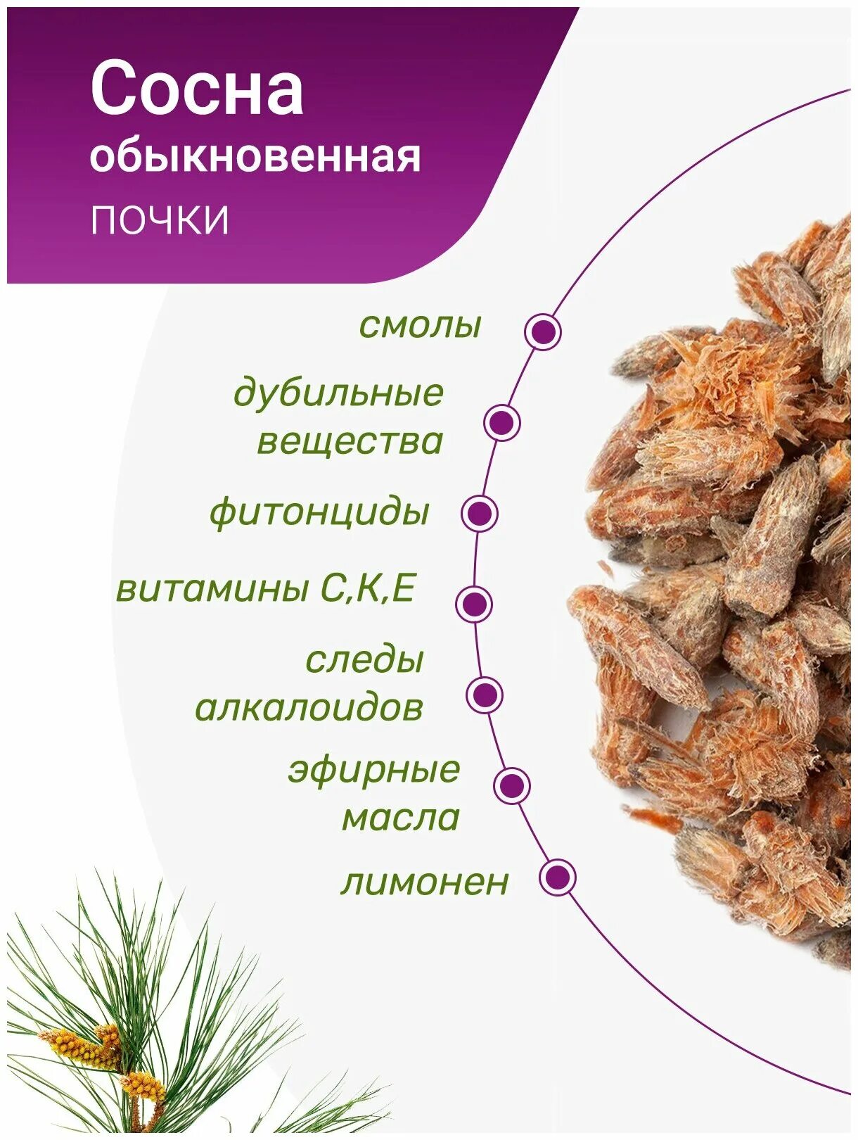 Лекарственные растения почки сосны. Сосна обыкновенная лекарственное растение. Сосновые почки для чего. Миксэм сосновые почки, 250 г. Сосновые почки аптека.