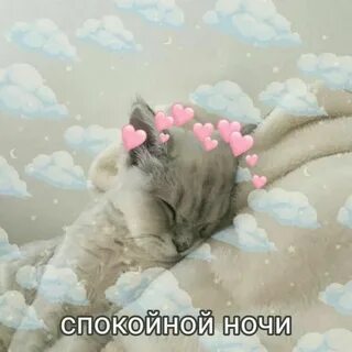 Картинки котиков милых спокойной ночи