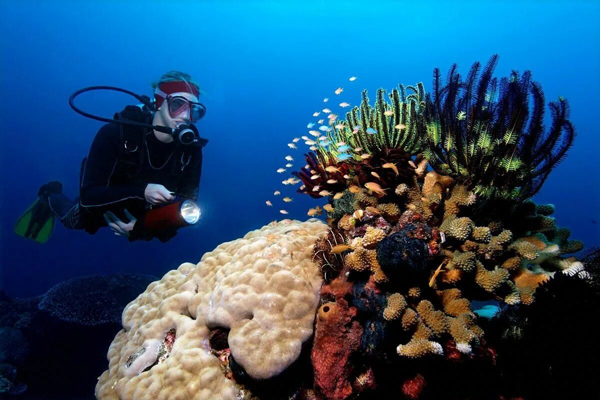 Reef tourism. Хиккадува коралловый риф. Флоридский риф. Подводный мир красного моря. Коралловый риф дайвинг.