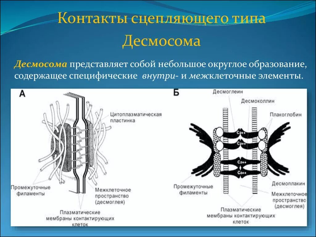 Десмосома межклеточное соединение. Схема строения межклеточных контактов. Десмосома гистология. Типы межклеточных соединений.