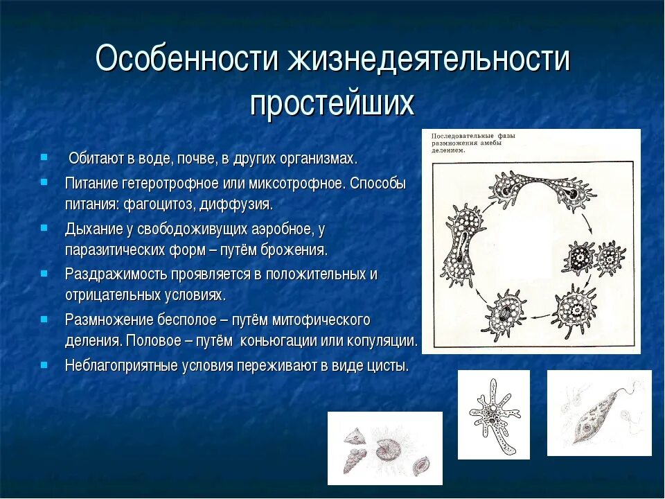 Особенности группы простейших. Особенности строения простейших. Особенности строения простейших животных. Жизнедеятельность простейших. Особенности жизнедеятельности простейших.