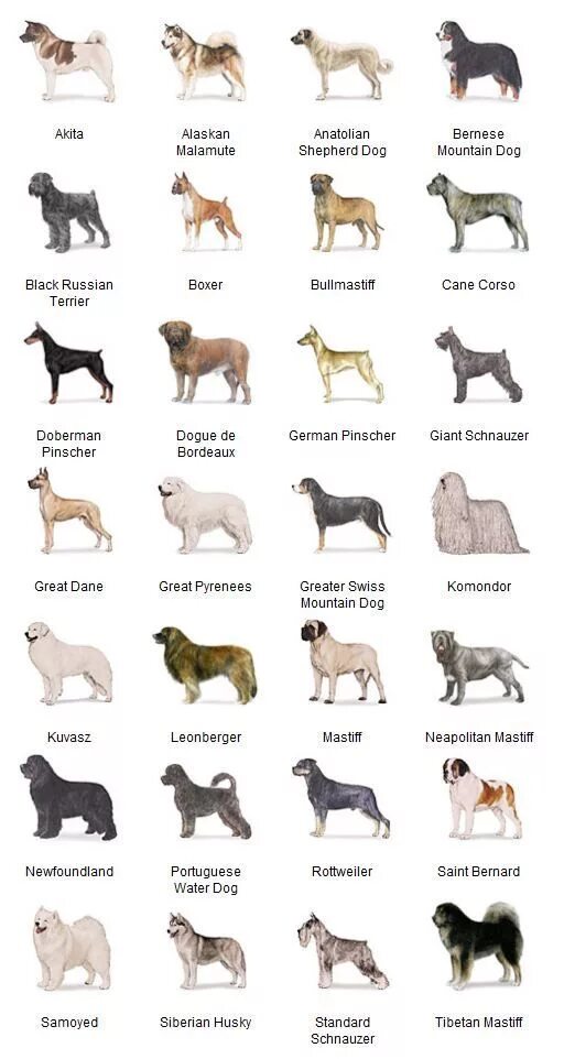 Как называется буква собака. Породы среднеразмерных собак. Породы собак домашних. Название породистых собак. Средняя порода собак.