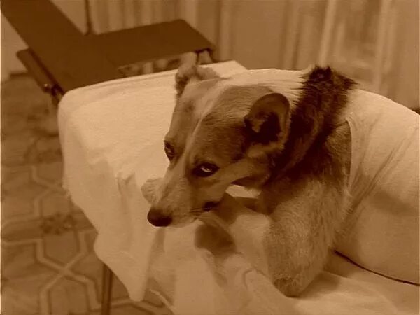 Шарик после операции собачье. Пес шарик Собачье сердце.