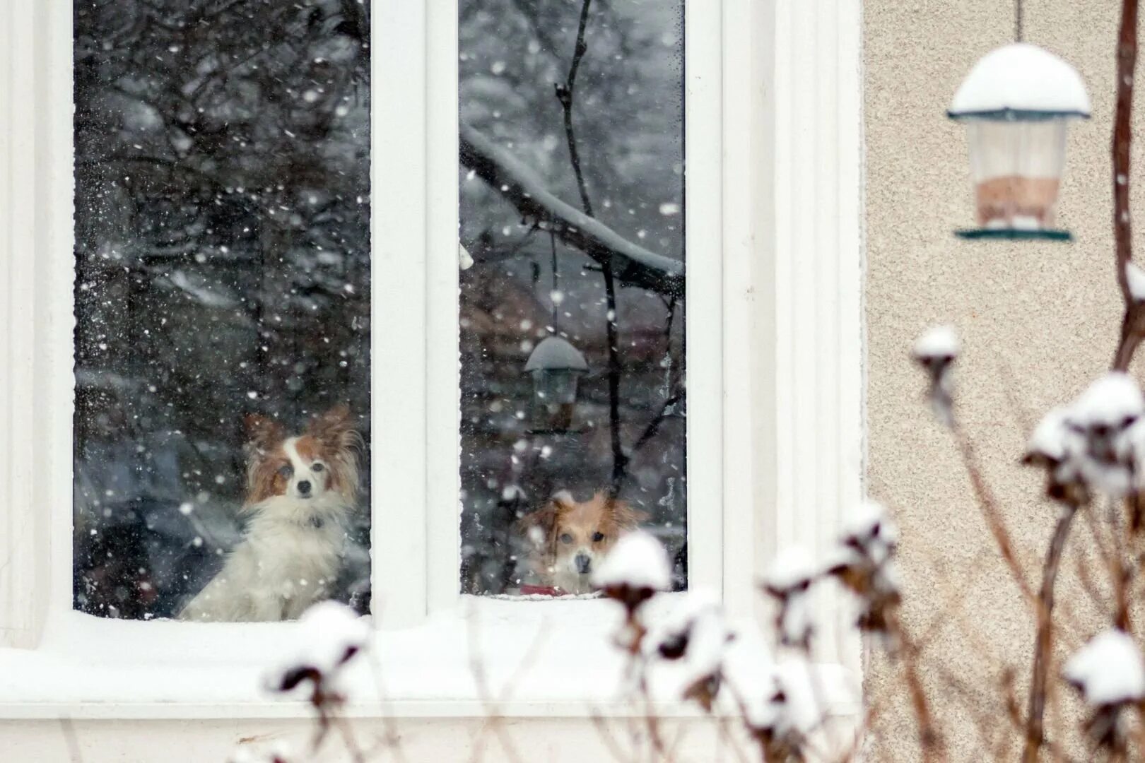 Никак зимой. Снег за окном. Зима за окном. Окно зима. Зимнее окно.