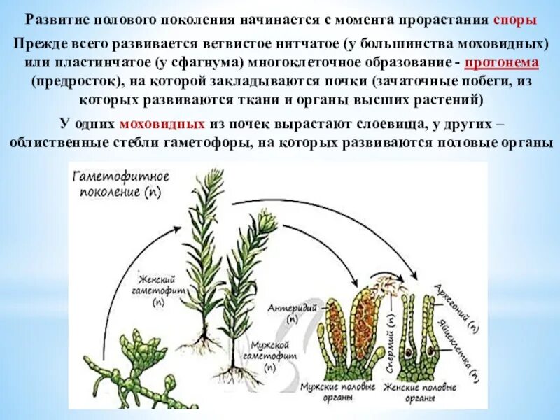 Протонема развивается из. Хвощ протонема. протонема кукушкина льна. кукушкин лен протонема. протонема сфагнума.