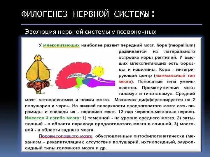 Развитие нервной системы у животных. Филогенез нервной системы. Филогенез нервной системы позвоночных. Эволюция нервной системы.