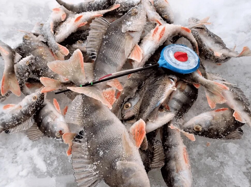 Ловля рыбы мормышкой. Мормышки для зимней рыбалки. Рыбалка на окуня зимой. Окунь зимой. Мормышки на окуня для зимней рыбалки.