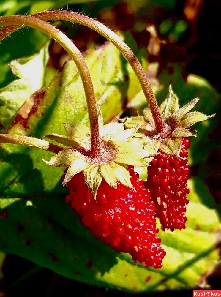 клубника кокинская заря. садовая клубника виктория. средство от слизней на клубнике. годовое кольцо земляники садовой. регина земляника ремонтантная.