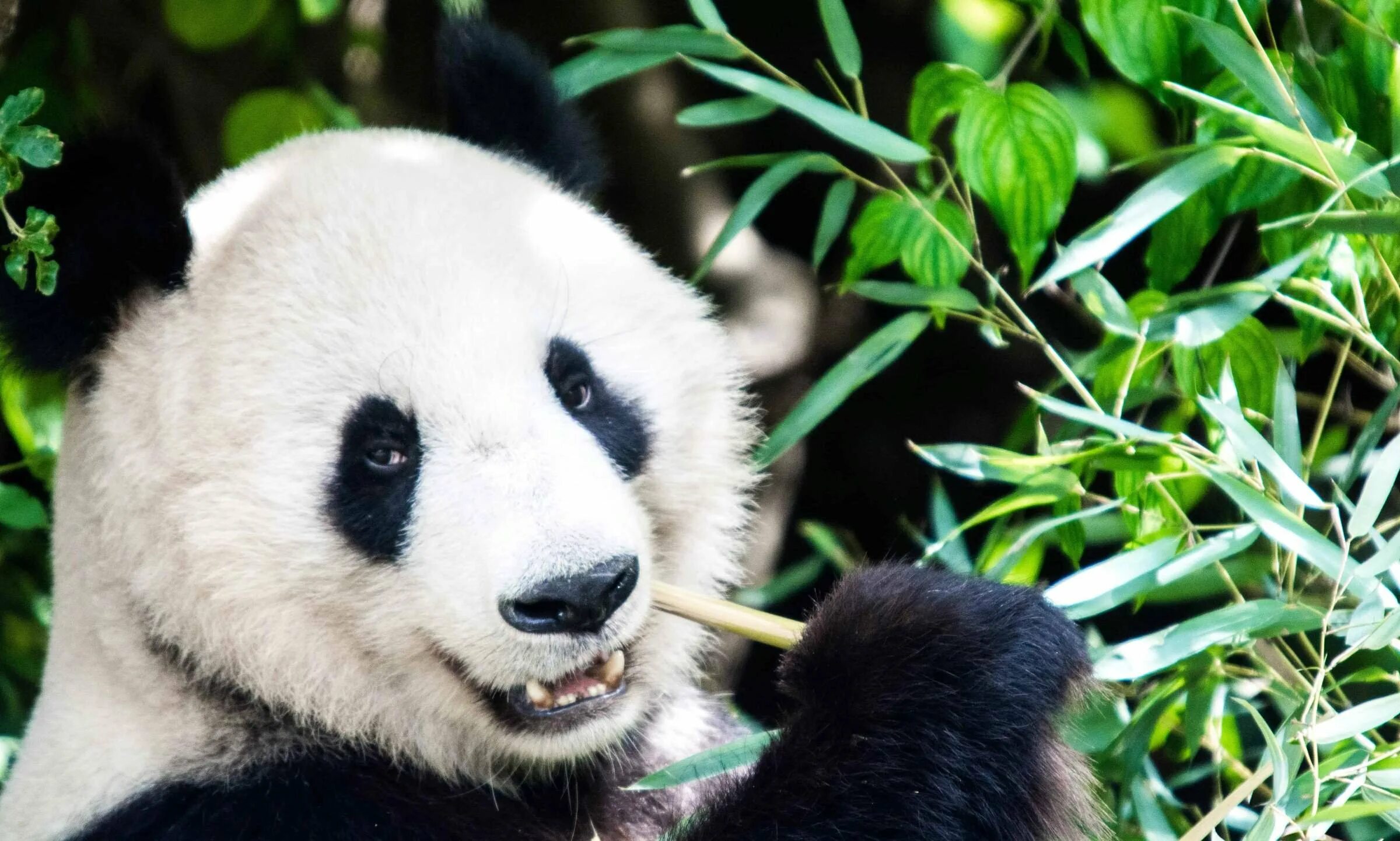Панда бамбуковый медведь. Большая Панда или бамбуковый медведь. Большая Панда фото. Большая бамбуковая Панда. Большая панда медведь