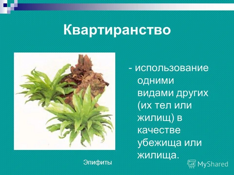 Синойкия квартиранство. Организмы использующие в качестве жилья или другие. Организмы использующие другие качества жилья или убежища. Орхидеи на стволах деревьев тип взаимоотношений. Организмы использующие другие качества жилья или убежища.